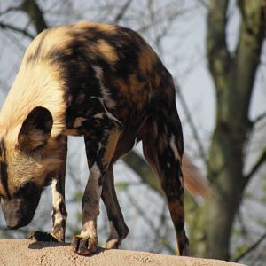 African Painted Dog
