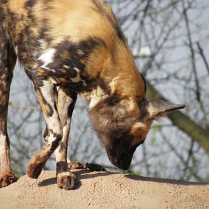 African Painted Dog