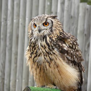 Euroasian Eagel Owl