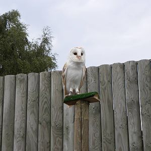 Barn Owl