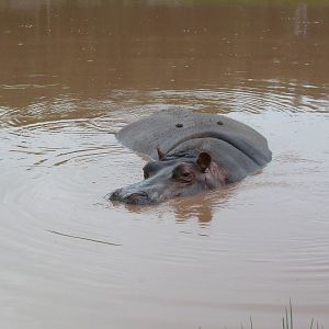 Hippo