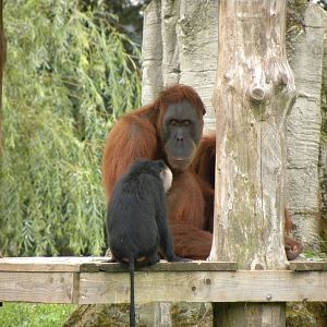 Oerang oetan and long-tailed macaque