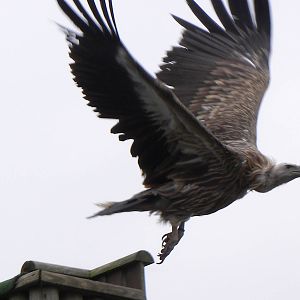 Vulture in flight