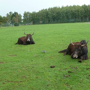 Yaks