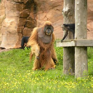 Impressive Male Oerang oetan