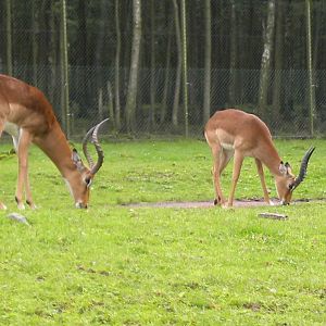 Impala's