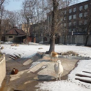 Moscow Zoo
