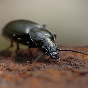 Pterostichus sp.