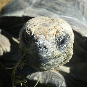 Galapagos Giant Tortoise