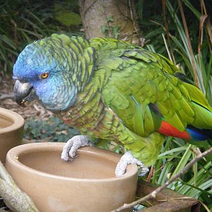 St Lucia Parrot