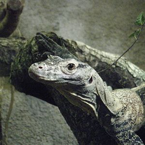 Komodo Dragon