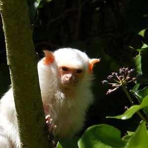 Silvery Marmoset