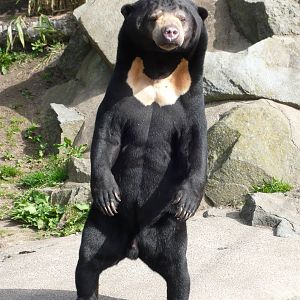 Sun Bear at Edinburgh Zoo - 9th April 2011