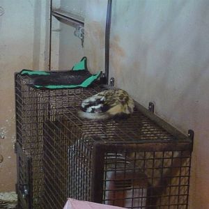 Marbled Polecat at Edinburgh Zoo - 9th April 2011