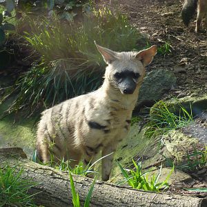 Aardwolf at Edinburgh Zoo - 9th April 2011