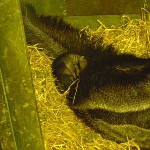 Newborn Giant Anteater at Edinburgh Zoo - 9th April 2011
