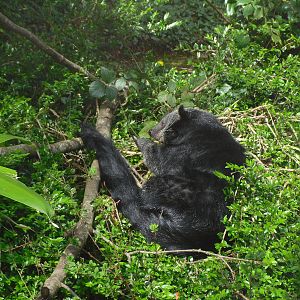 Binturong at Edinburgh Zoo - 9th April 2011