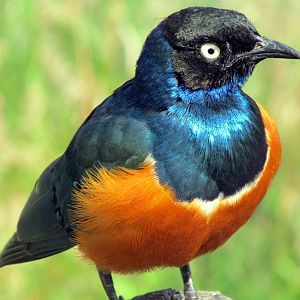 Superb Starling