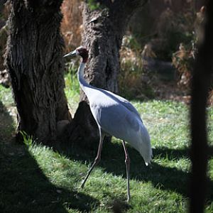 sarus crane