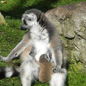 Ring Tailed Lemurs at Blackpool Zoo 10th April 2011