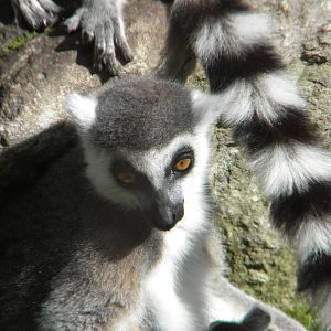 Ring Tailed Lemur at Blackpool Zoo 10th April 2011
