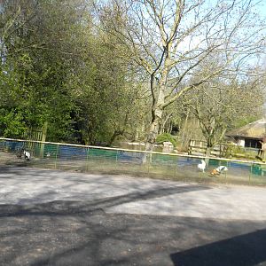 Future Waldrapp Ibis enclosure at Blackpool Zoo 10th April 2011