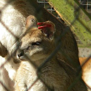 Agile Wallaby at Blackpool Zoo 10th April 2011
