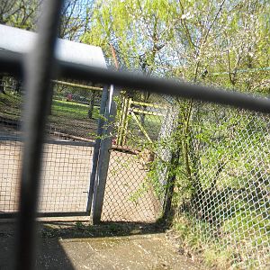 Agile Wallaby enclosure at Blackpool Zoo 10th April 2011