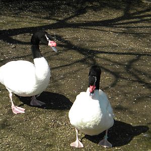 Black Necked Swans at Blackpool Zoo 10th April 2011