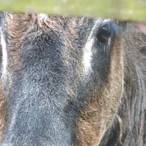 Female Dwarf Zebu at Blackpool Zoo 10th April 2011.