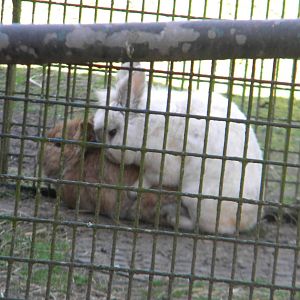 Rabbit mating at Blackpool Zoo 10th April 2011