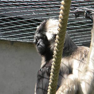 Ivy the Pileated Gibbon at Blackpool Zoo 10th April 2011