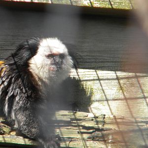 Geoffrey's Marmoset at Blackpool Zoo 10th April 2011
