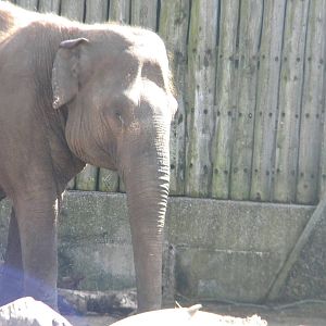 Asian Elephant at Blackpool Zoo 10th April 2011