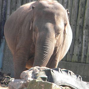 Asian Elephant at Blackpool Zoo 10th April 2011