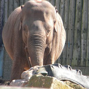 Asian Elephant at Blackpool Zoo 10th April 2011