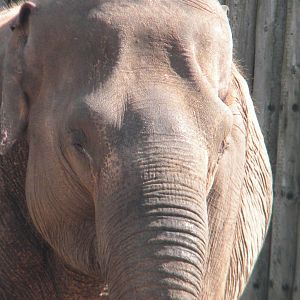 Asian Elephant at Blackpool Zoo 10th April 2011