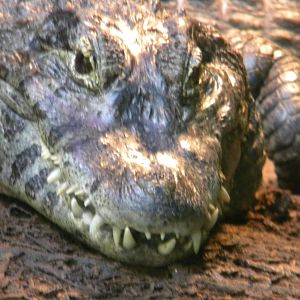 Yacare Caiman at Blackpool Zoo 10th April 2011