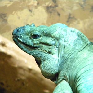 Rhinoceros Iguana at Blackpool Zoo 10th April 2011