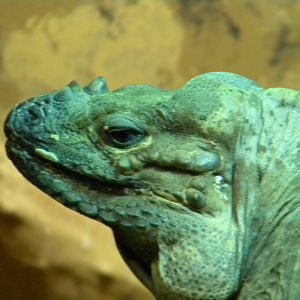 Rhinoceros Iguana at Blackpool Zoo 10th April 2011