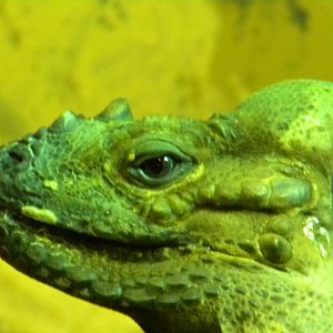 Rhinoceros Iguana at Blackpool Zoo 10th April 2011