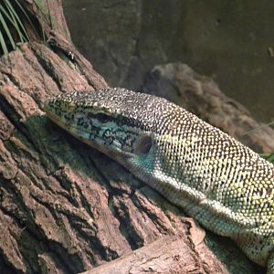 Nile Monitor Lizard at Blackpool Zoo 10th April 2011