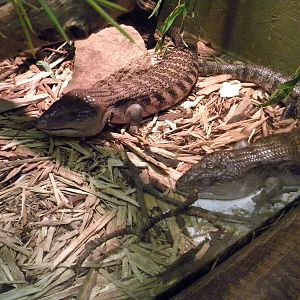Blotched Blue Tongued Skinks at Blackpool Zoo 10th April 2011