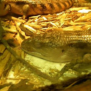 Blotched Blue Tongued Skink at Blackpool Zoo 10th April 2011