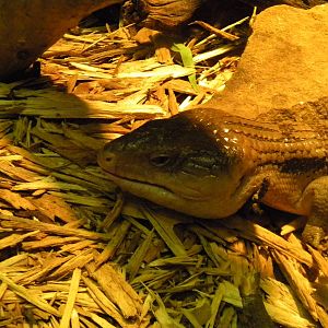 Blotched Blue Tongued Skink at Blackpool Zoo 10th April 2011