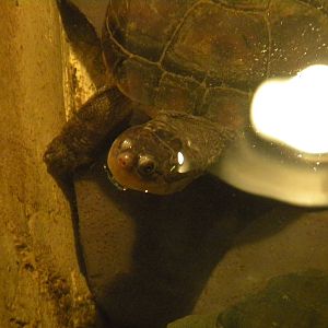West African Mud Turtle at Blackpool Zoo 10th April 2011