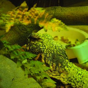 Bearded Dragon at Blackpool Zoo 10th April 2011