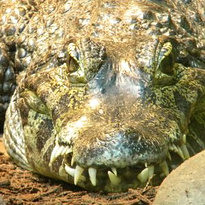 Yacare Caiman at Blackpool Zoo 10th April 2011