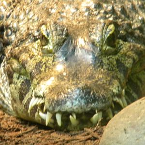Yacare Caiman at Blackpool Zoo 10th April 2011