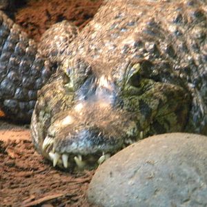 Yacare Caiman at Blackpool Zoo 10th April 2011